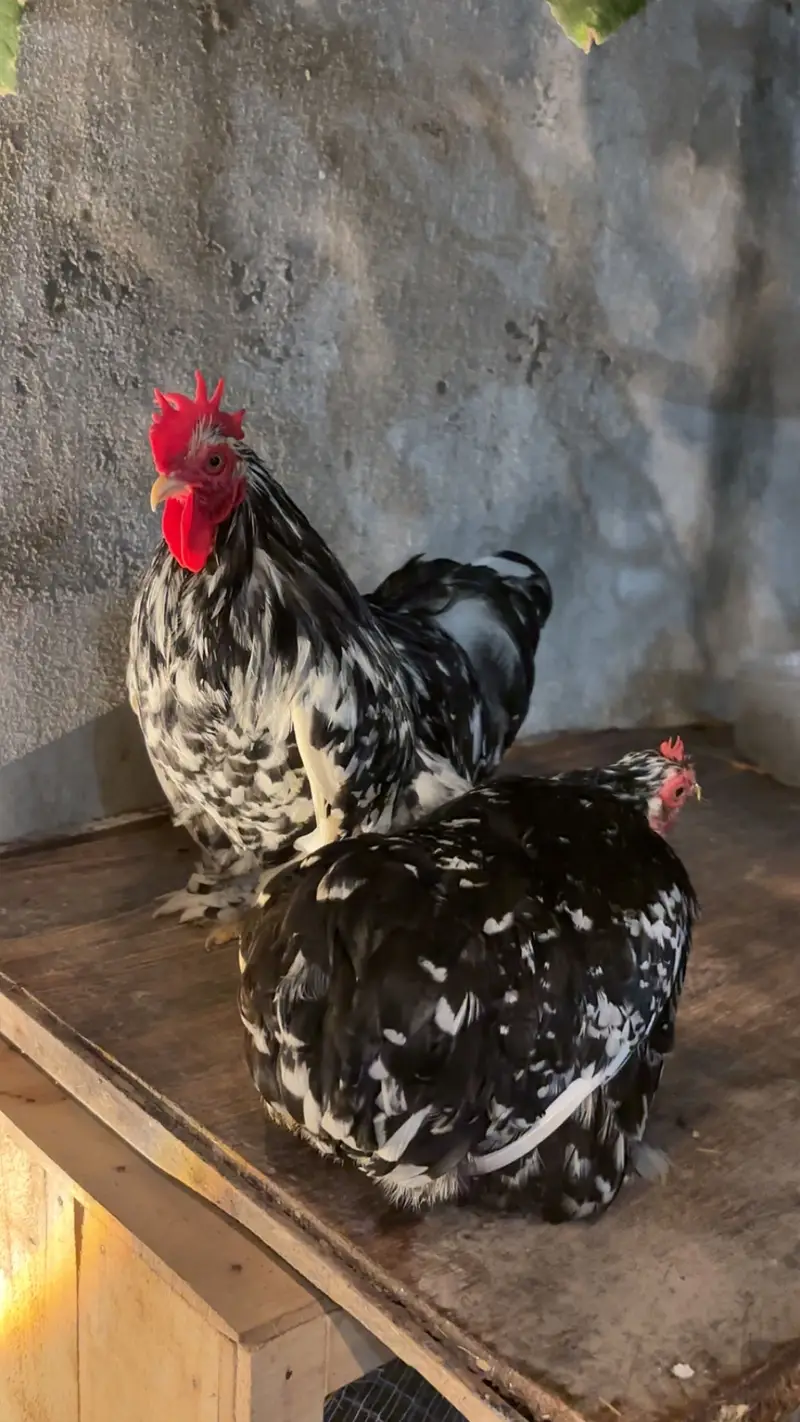 Coco bantam pure breed — photo 3