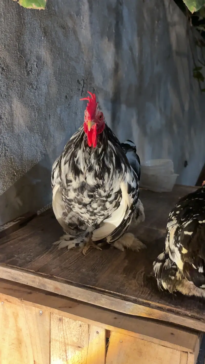 Coco bantam pure breed — photo 5