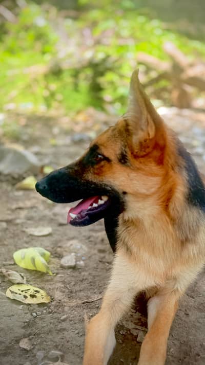 German shepherd