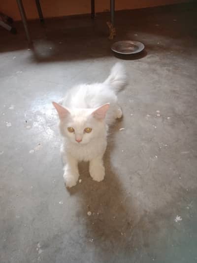 Urgent for sale price 15:000 age 4 month phone number 03332634631