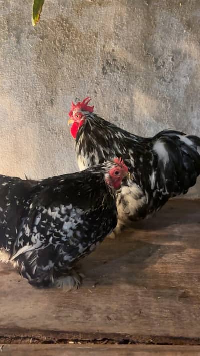 Coco bantam pure breed