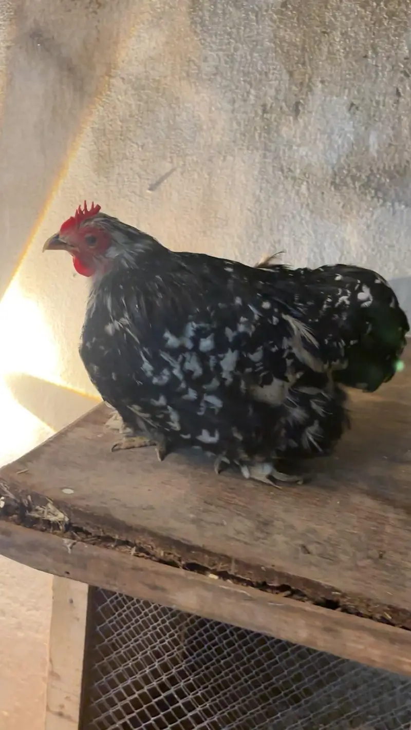 Coco bantam pure breed — photo 2