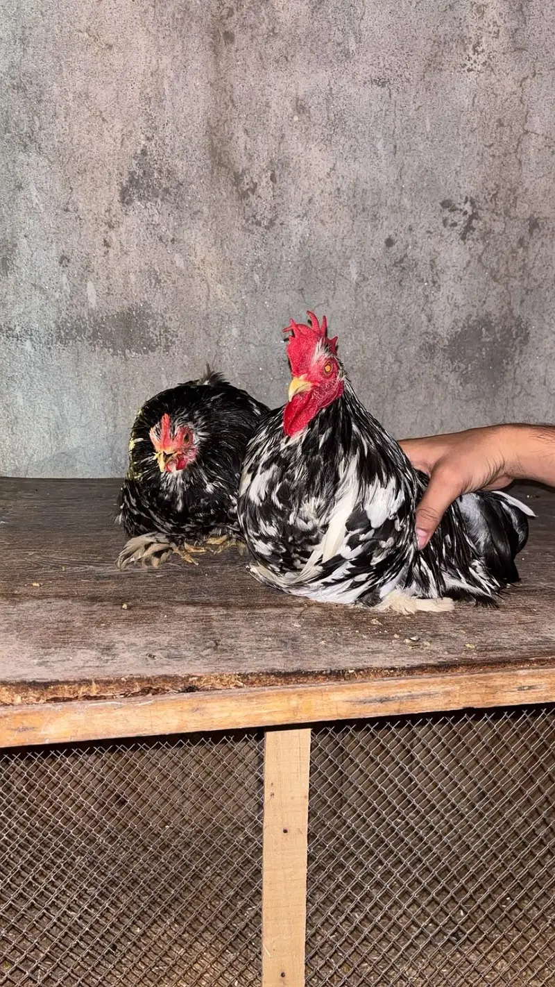 Coco bantam pure breed — photo 3