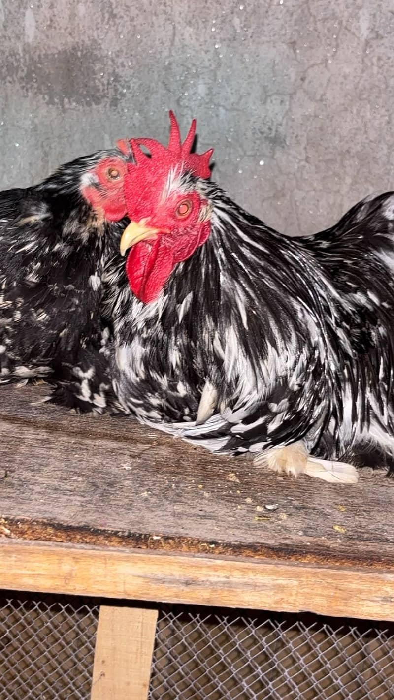Coco bantam pure breed 4