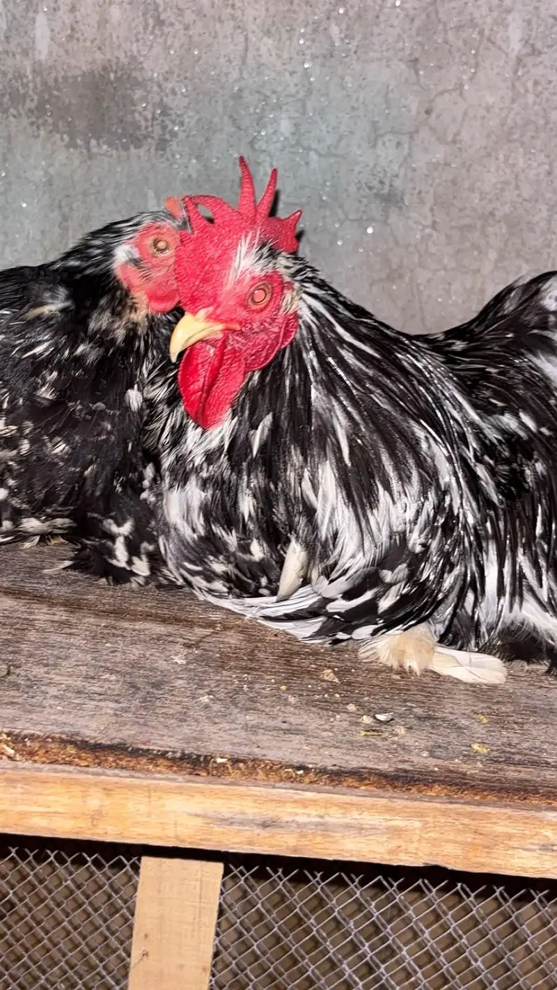 Coco bantam pure breed — photo 5