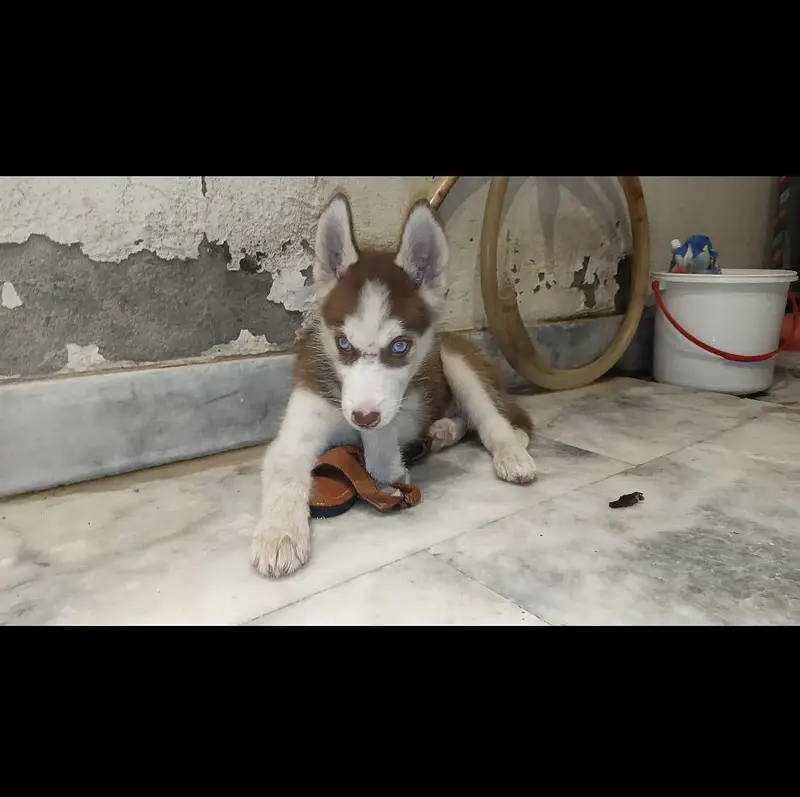 Blue Eye Siberian Husky Puppy for Sale