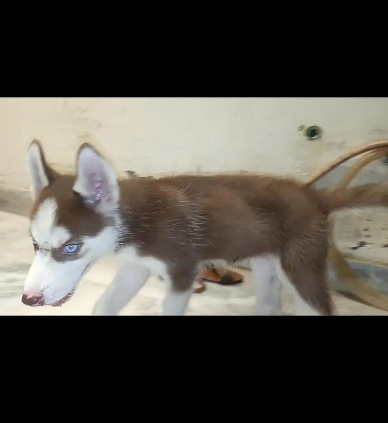 Blue Eye Siberian Husky Puppy for Sale — photo 4
