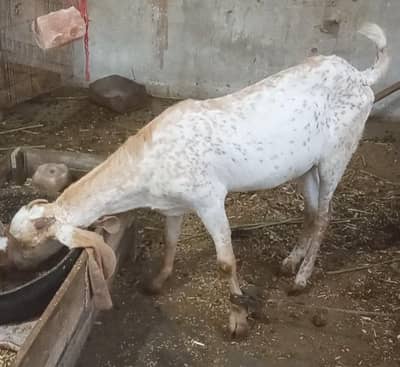 makhi cheeni