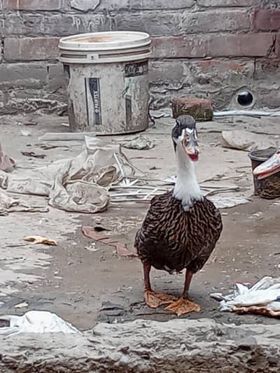 بہت پیاری خوبصورت پتخ کا جوڑا برائے فروخت