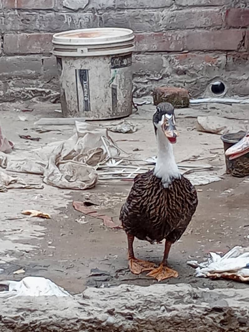 بہت پیاری خوبصورت پتخ کا جوڑا برائے فروخت 0