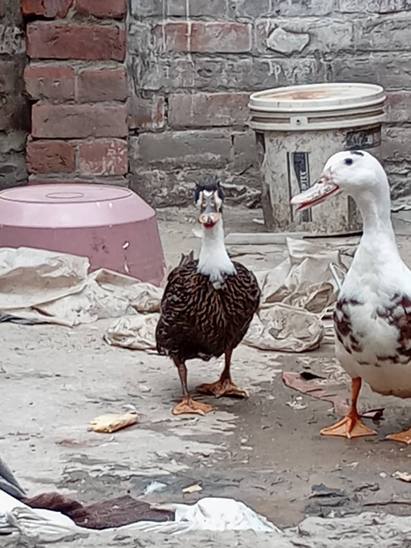 بہت پیاری خوبصورت پتخ کا جوڑا برائے فروخت 1