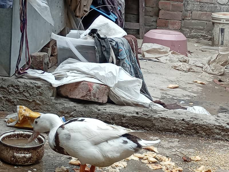 بہت پیاری خوبصورت پتخ کا جوڑا برائے فروخت 2
