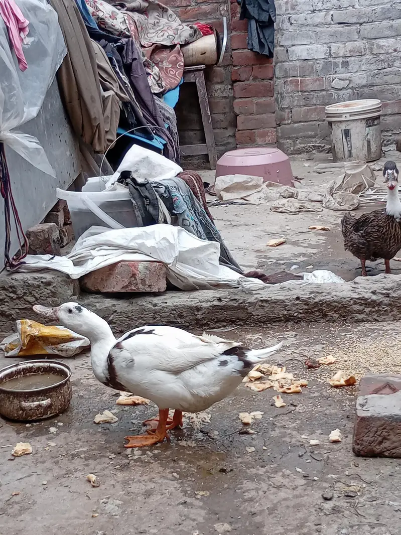 بہت پیاری خوبصورت پتخ کا جوڑا برائے فروخت — photo 4