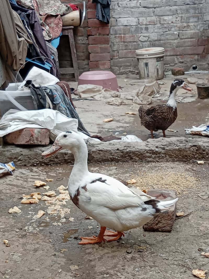 بہت پیاری خوبصورت پتخ کا جوڑا برائے فروخت 4