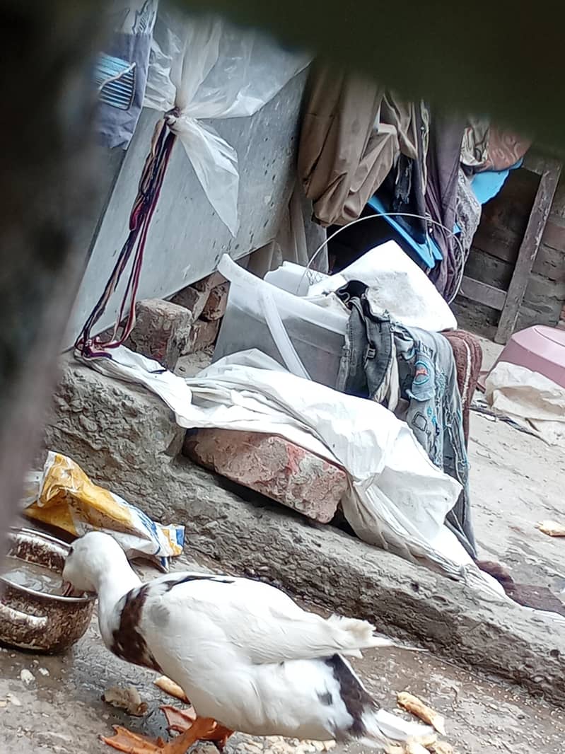 بہت پیاری خوبصورت پتخ کا جوڑا برائے فروخت 5