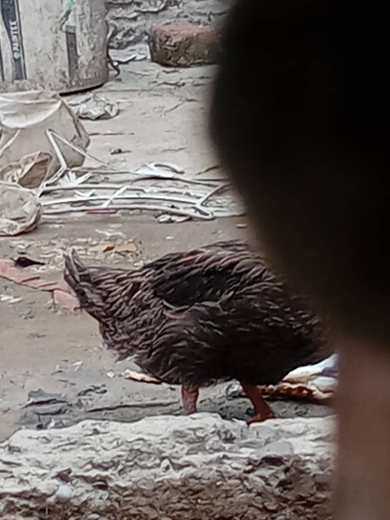 بہت پیاری خوبصورت پتخ کا جوڑا برائے فروخت 6