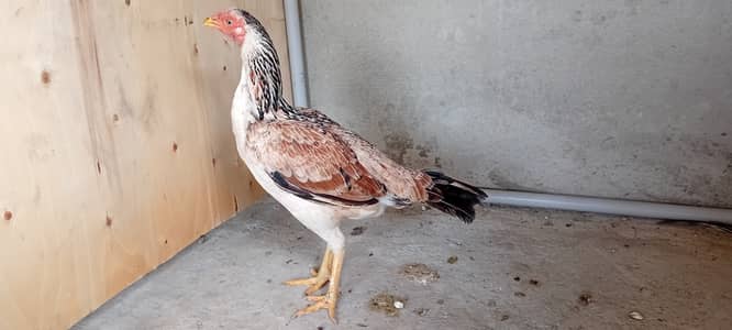 Aseel desi hen