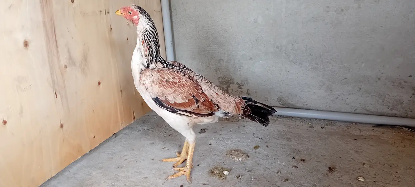 Aseel desi hen