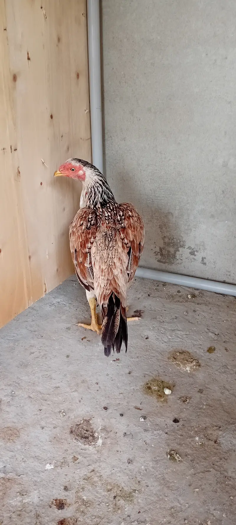 Aseel desi hen — photo 2