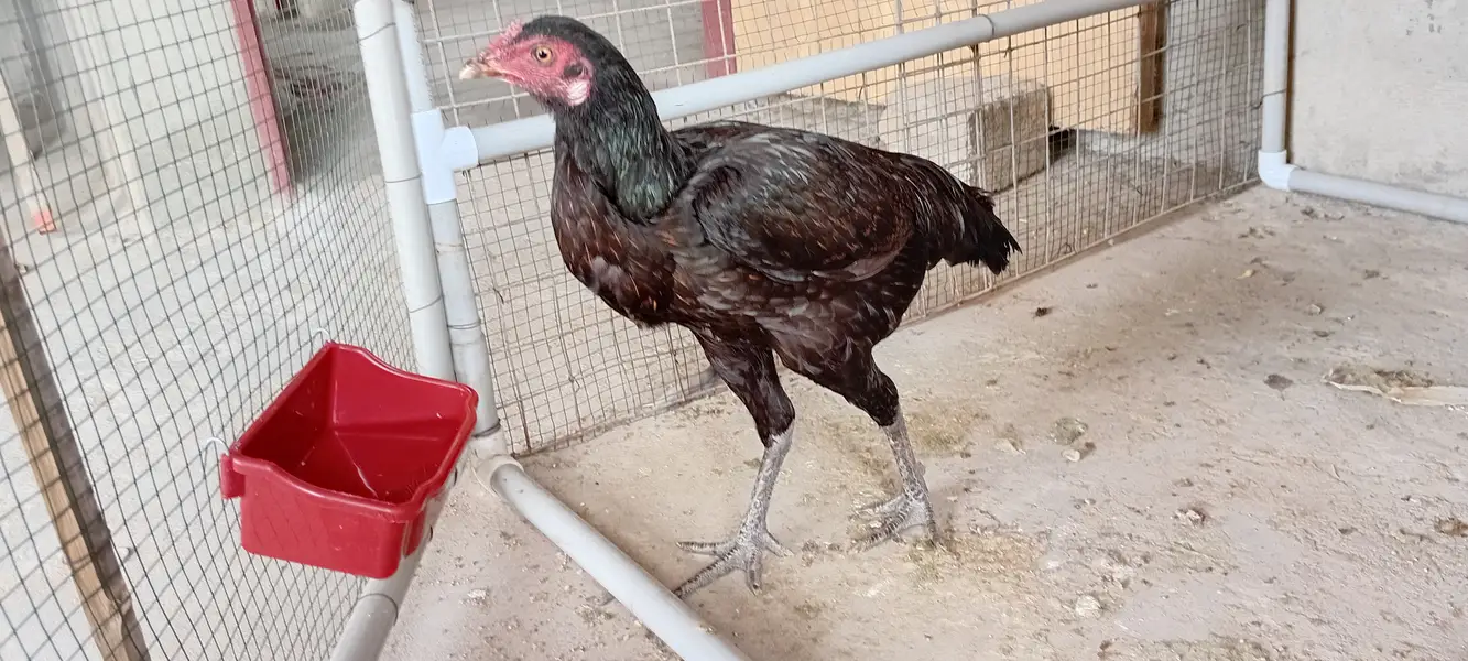 Aseel desi hen — photo 3