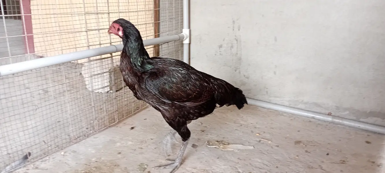 Aseel desi hen — photo 4