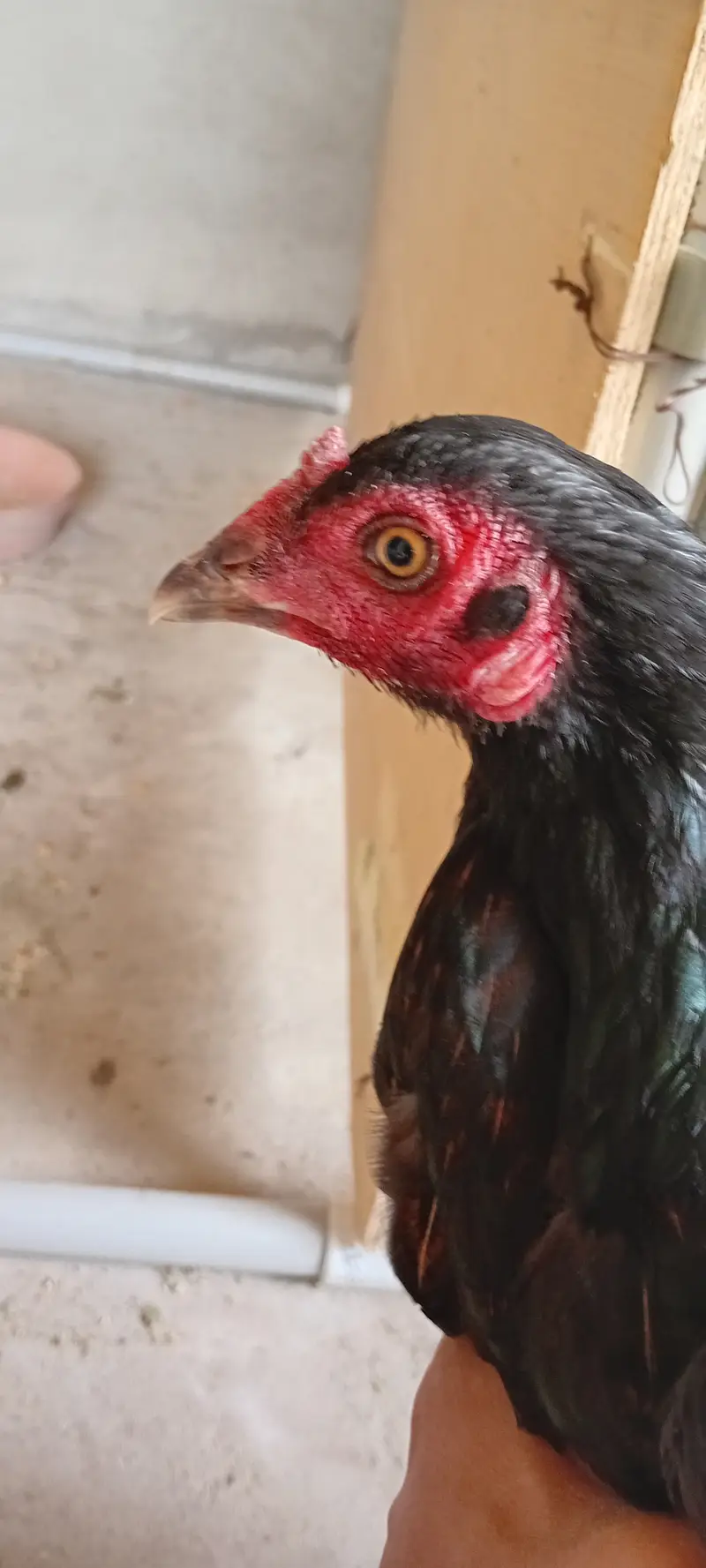 Aseel desi hen — photo 5
