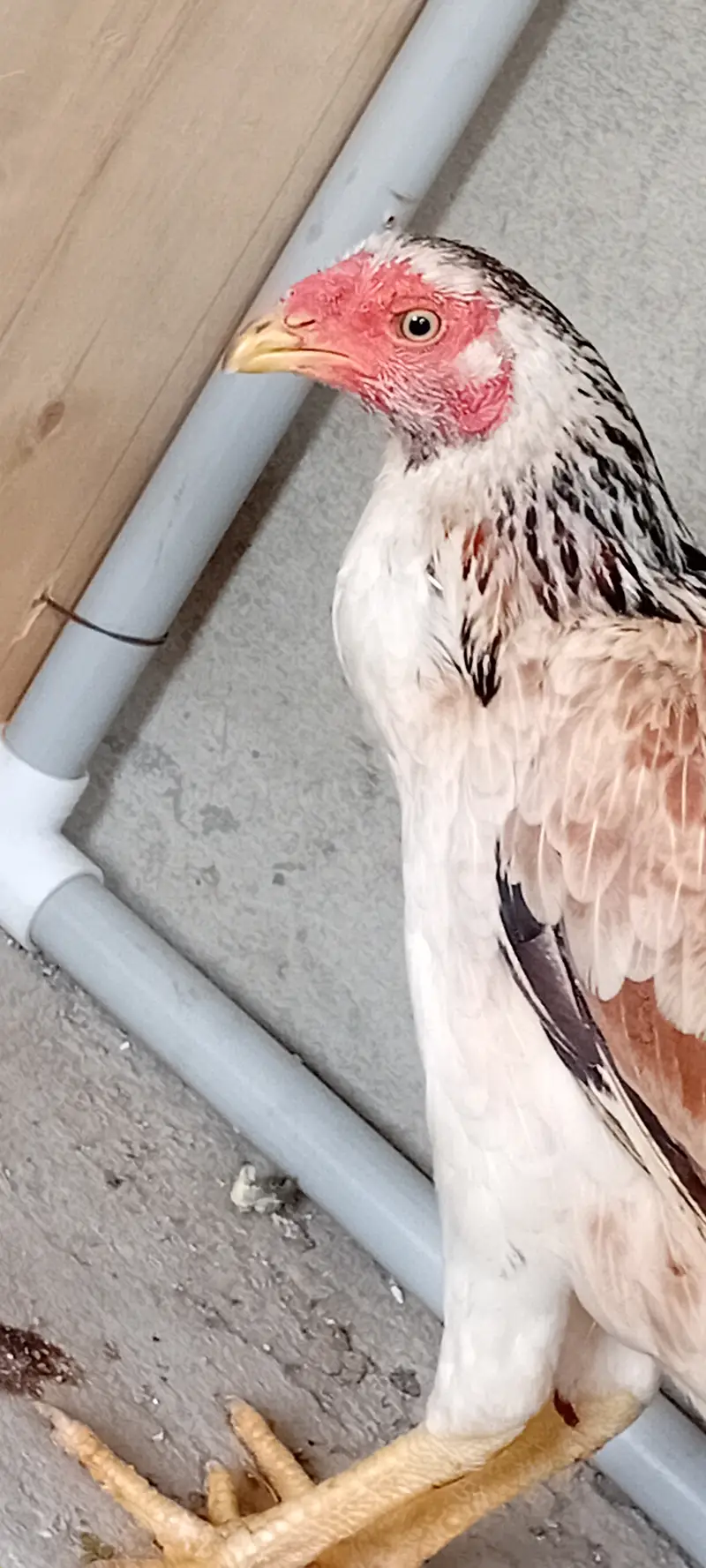 Aseel desi hen — photo 7