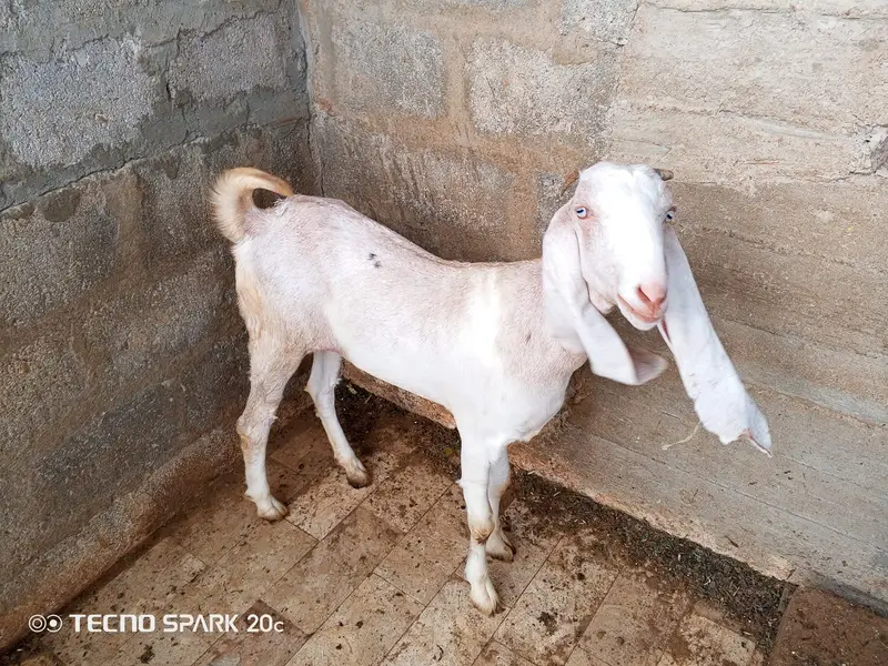 Female goats