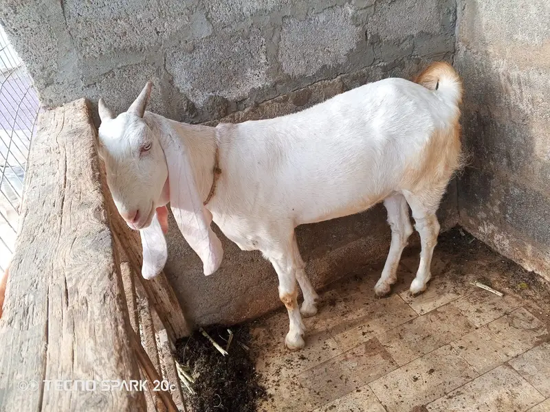 Female goats — photo 2