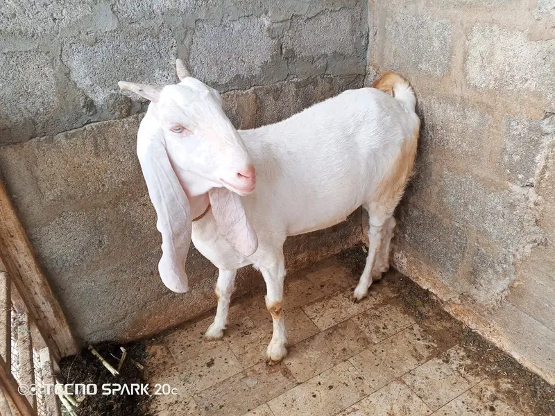 Female goats — photo 3
