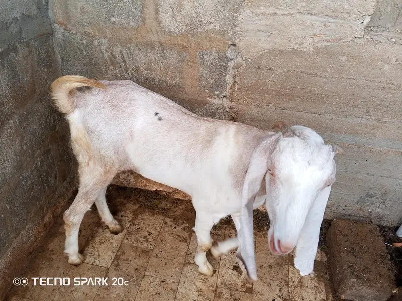 Female goats — photo 4