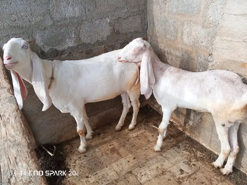 Female goats — photo 5