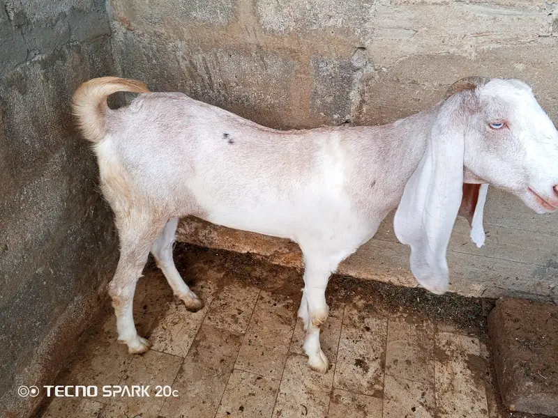 Female goats — photo 6