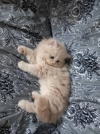 Kitten for sale