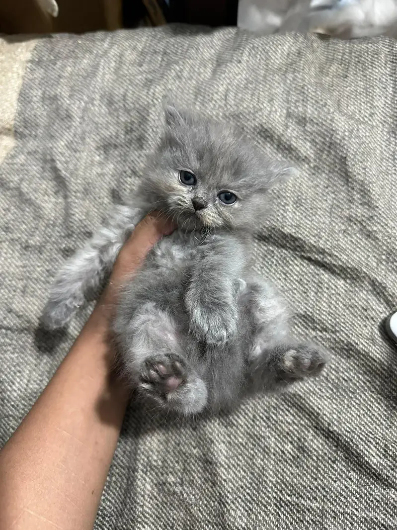 Kitten for sale — photo 3
