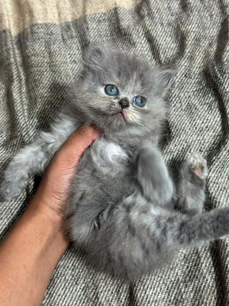Kitten for sale — photo 4