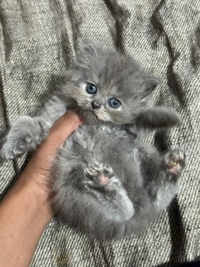 Kitten for sale — photo 5