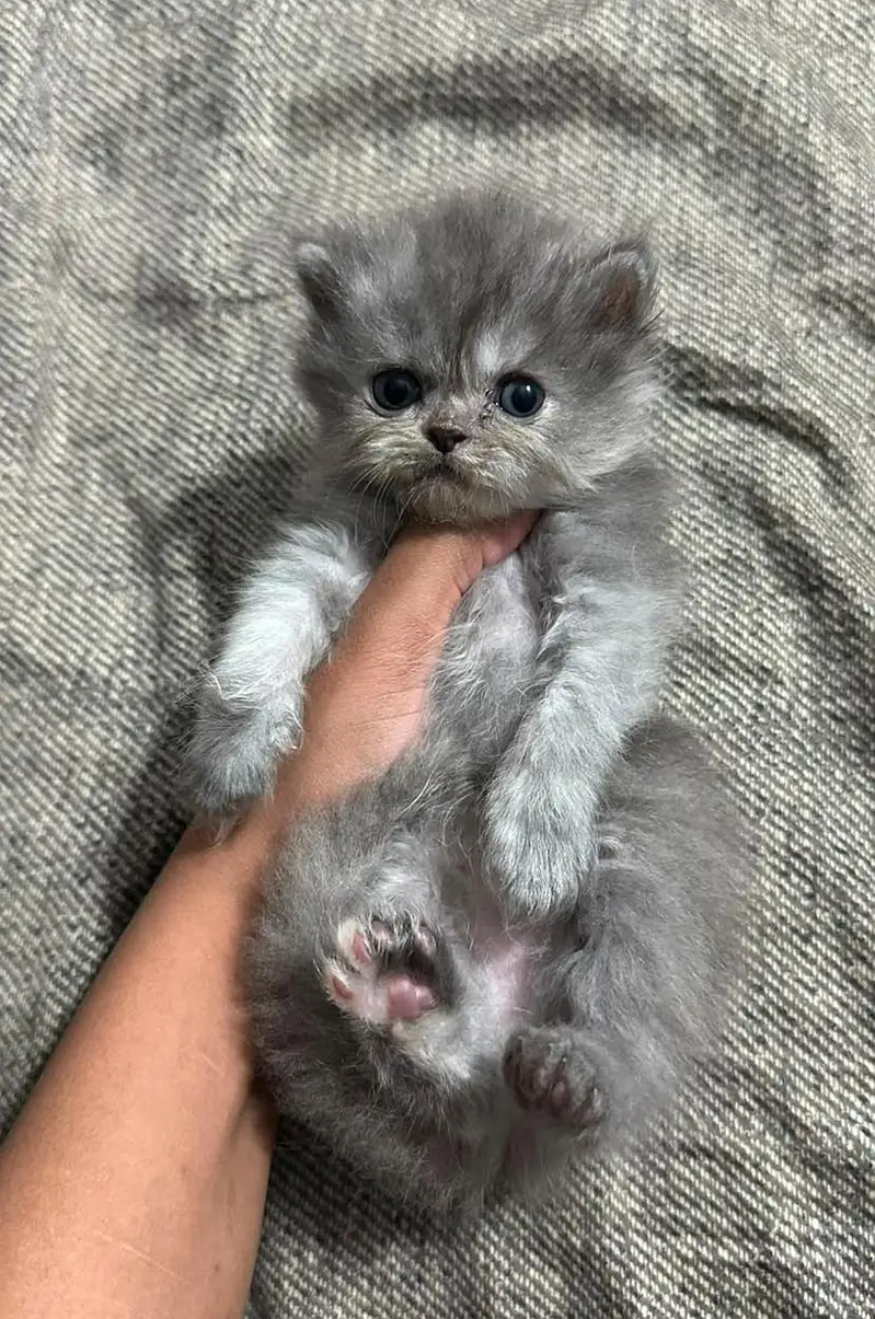 Kitten for sale — photo 6