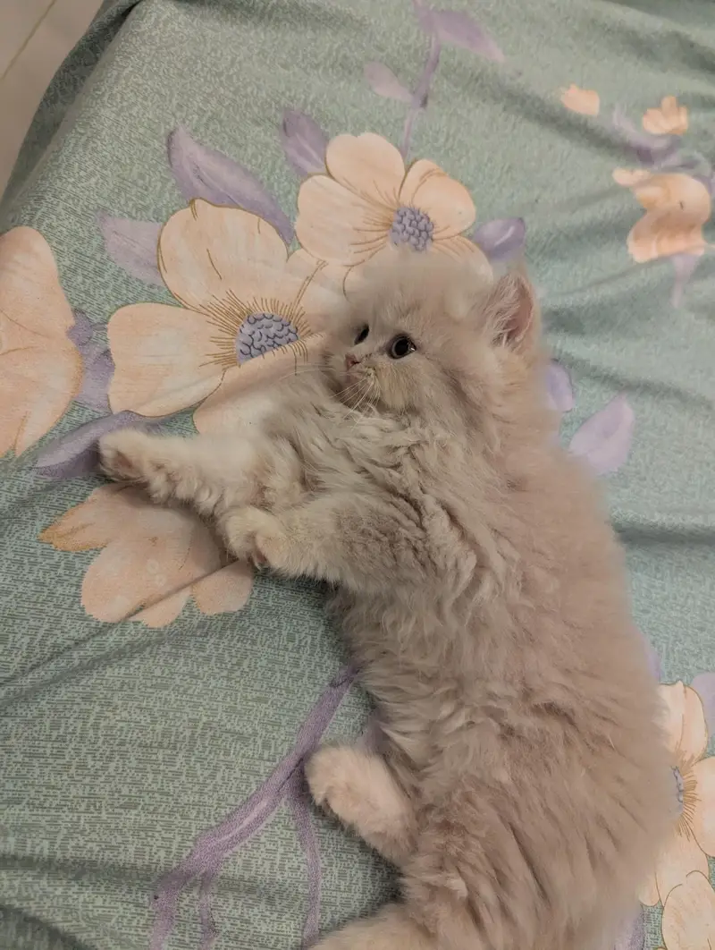 Kitten for sale — photo 7