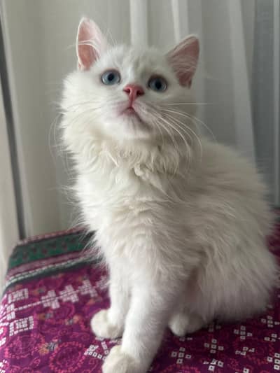 Selling my persian whity