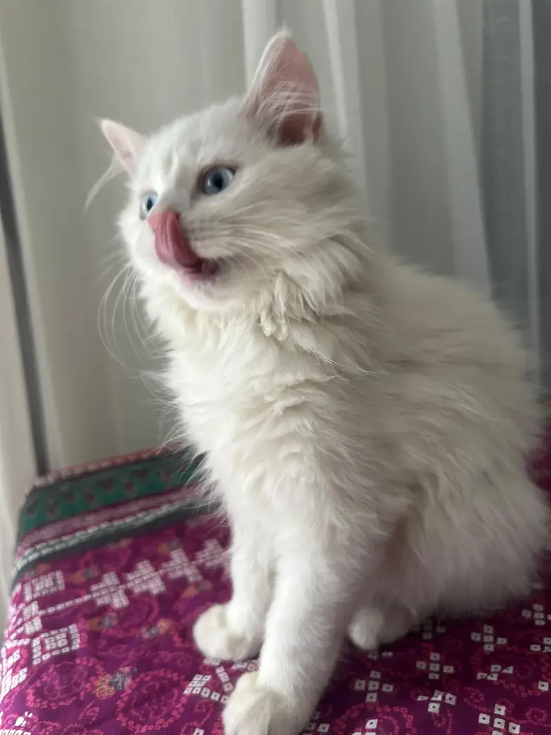 Selling my persian whity — photo 2