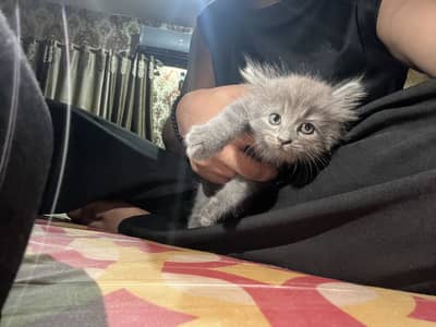 Cat baby kittens