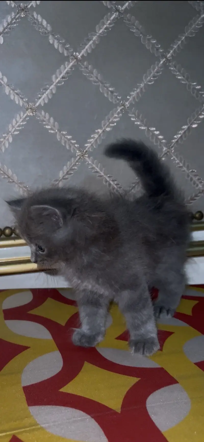 Cat baby kittens — photo 2