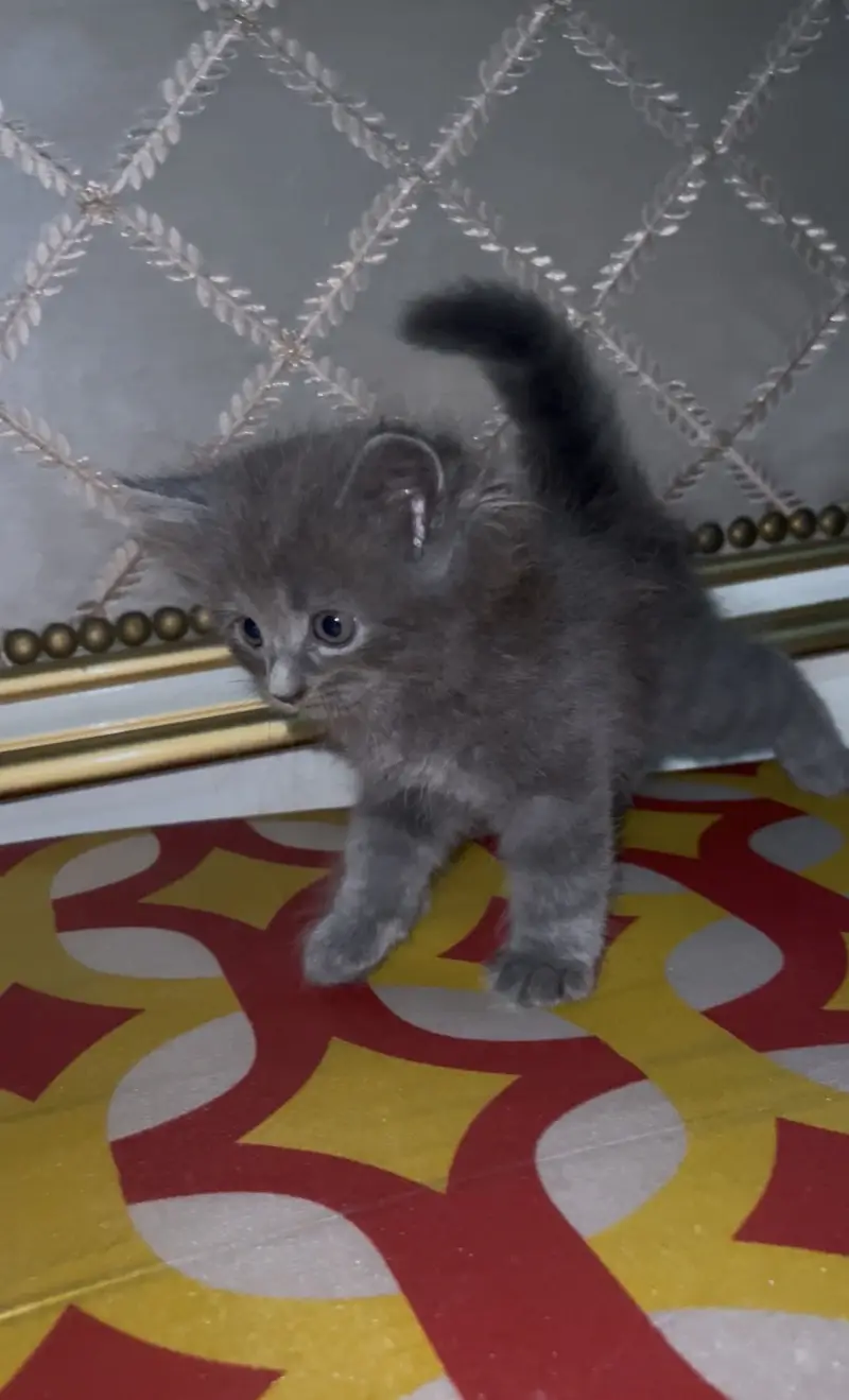 Cat baby kittens — photo 3