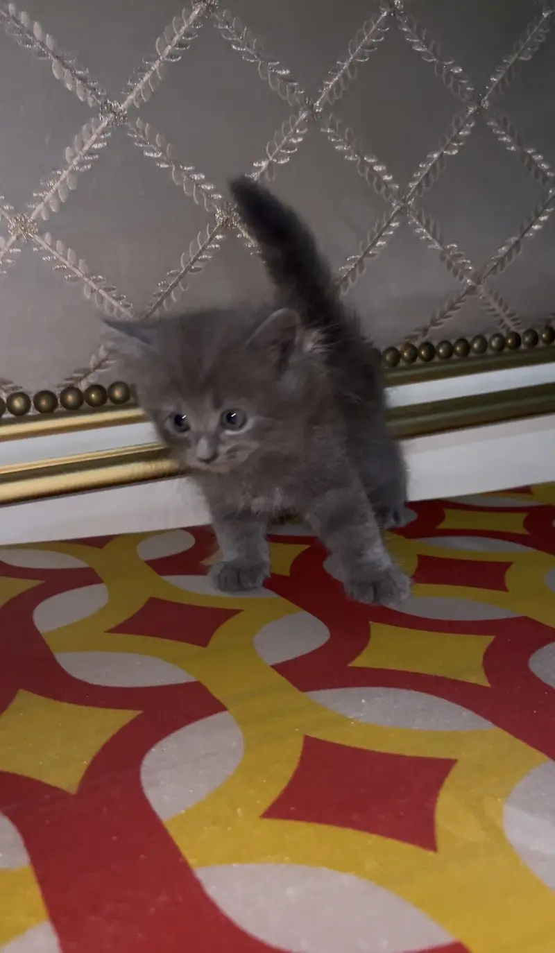 Cat baby kittens — photo 4