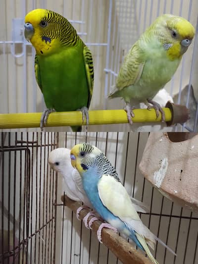 2 Budgies pairs for sale