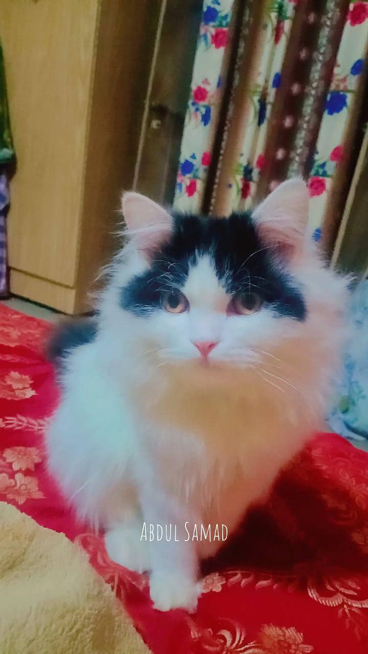 Bablo 0