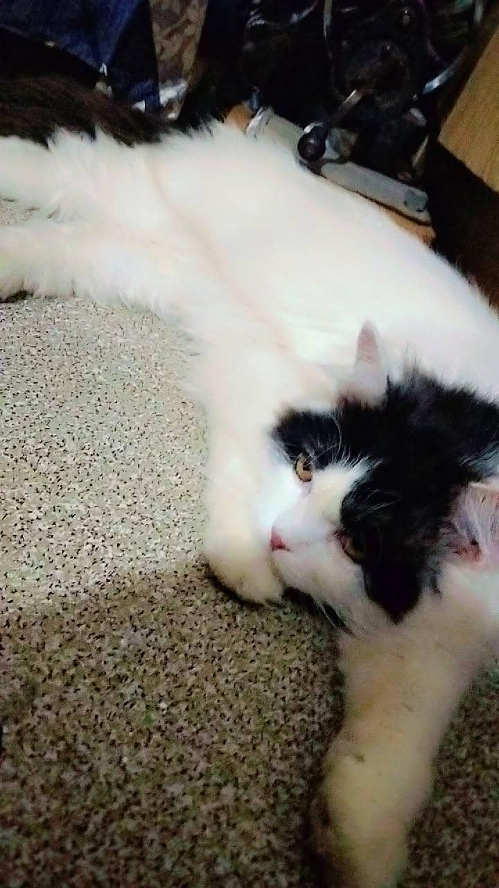 Bablo 1