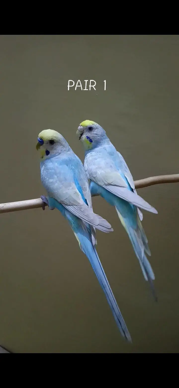 Rainbow Budgies Pair