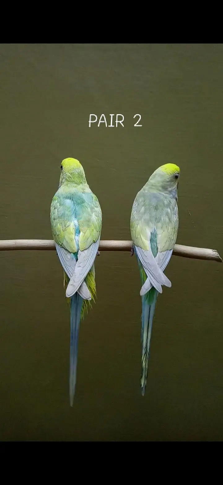 Rainbow Budgies Pair — photo 2